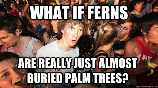 What if ferns are really just almost buried palm trees?  Sudden Clarity Clarence