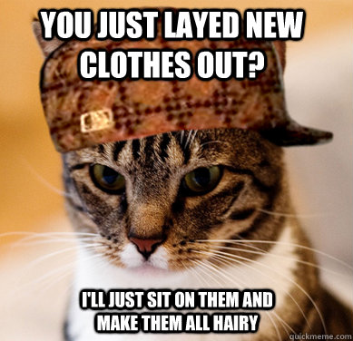 You just layed new clothes out? i'll just sit on them and make them all hairy  Scumbag Cat
