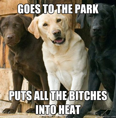 Goes to the park Puts all the bitches into heat  Ridiculously Photogenic Dog