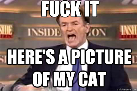 fuck it Here's a picture of my cat  Fuck It Bill OReilly