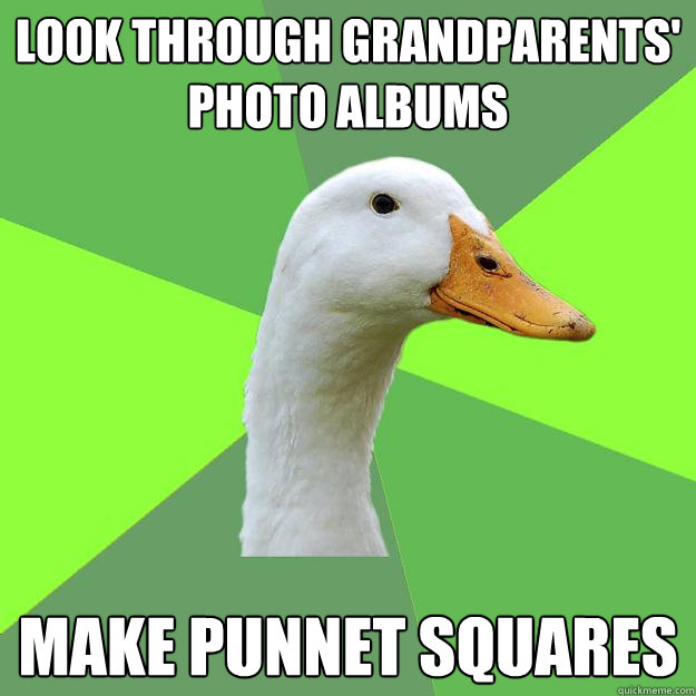 Look through grandparents' photo albums make punnet squares - Look through grandparents' photo albums make punnet squares  Biology Student Duck