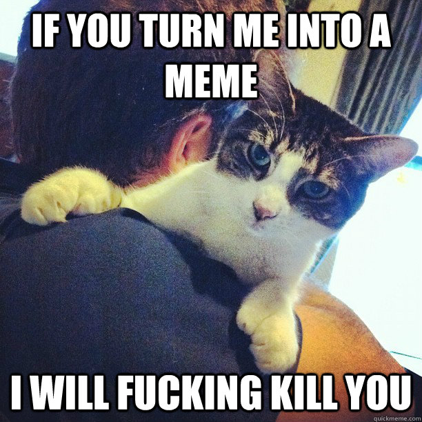 IF YOU TURN ME INTO A MEME I WILL FUCKING KILL YOU - IF YOU TURN ME INTO A MEME I WILL FUCKING KILL YOU  Serious Cat