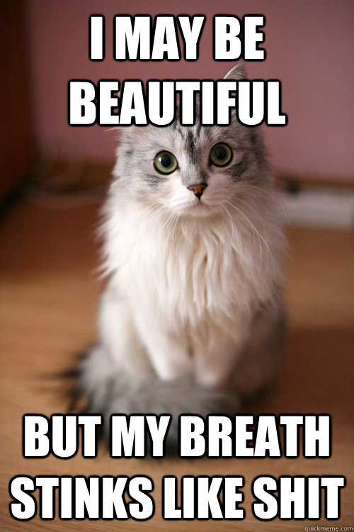 I may be beautiful but my breath stinks like shit - I may be beautiful but my breath stinks like shit  Ridiculously Photogenic Cat