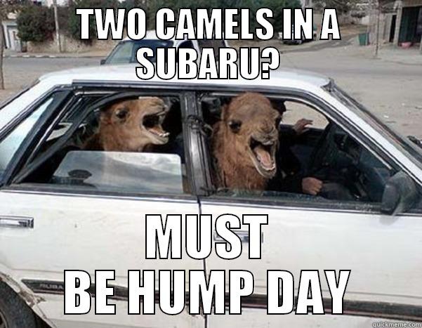 TWO CAMELS IN A SUBARU? MUST BE HUMP DAY Misc