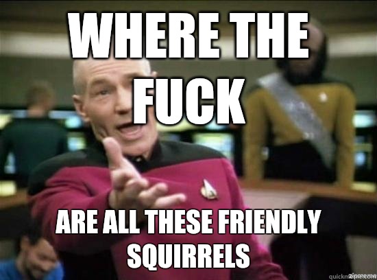 Where the fuck Are all these friendly squirrels  Annoyed Picard HD