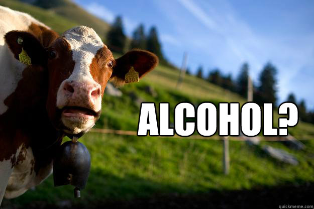 Alcohol?  Surprised Cow
