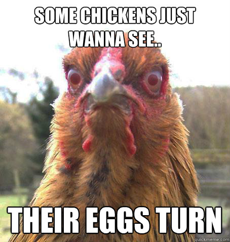 some chickens just wanna see.. their eggs turn  RageChicken