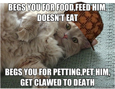 begs you for food,feed him, doesn't eat begs you for petting,pet him, get clawed to death  Scumbag Cat