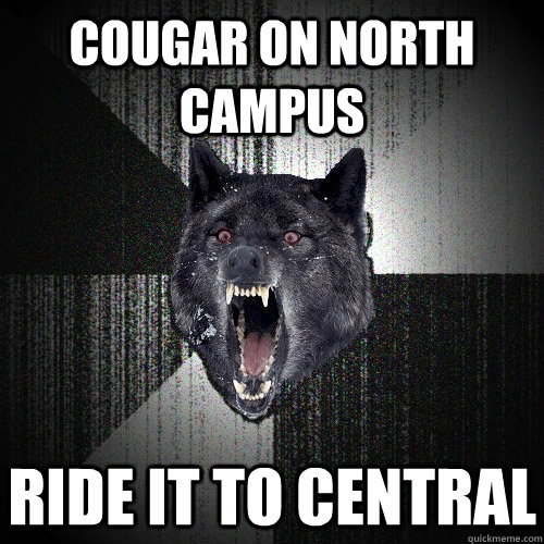 Cougar on north campus ride it to central  Insanity Wolf