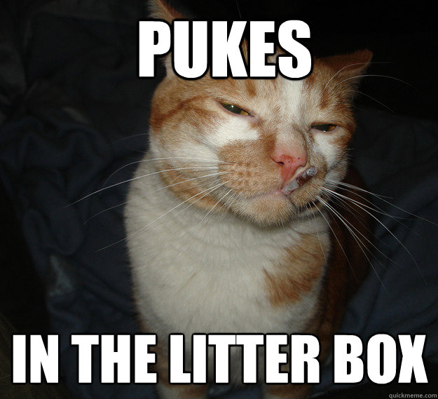 pukes in the litter box  Cool Cat Craig