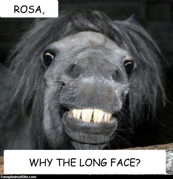 WHY THE LONG FACE? ROSA,   Crazy grandma horse