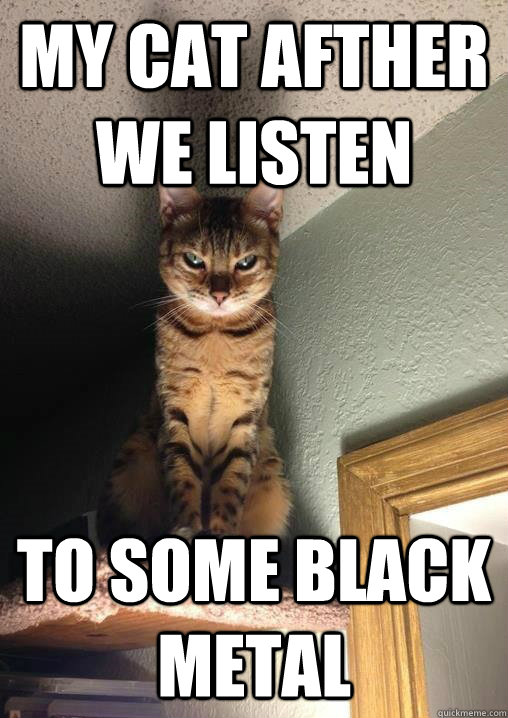 My Cat Afther we listen to some Black Metal - My Cat Afther we listen to some Black Metal  Creepy Cat