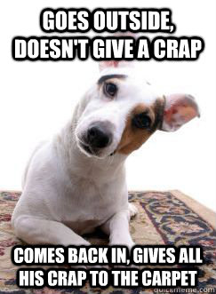 Goes outside, doesn't give a crap comes back in, gives all his crap to the carpet - Goes outside, doesn't give a crap comes back in, gives all his crap to the carpet  Misc