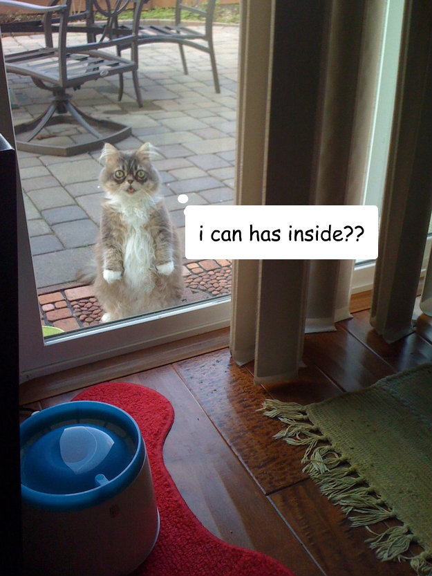 i can has inside??  Cute Cat