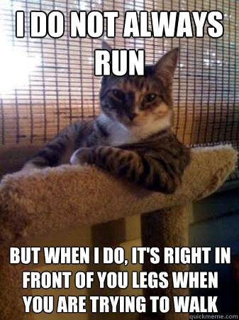 I do not always run but when I do, it's right in front of you legs when you are trying to walk  The Most Interesting Cat in the World