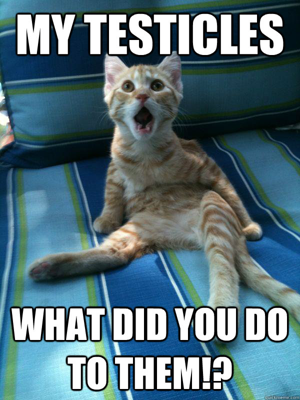 my testicles what did you do to them!? Misc quickmeme