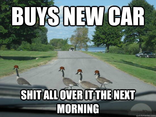 Buys new car shit all over it the next morning  Scumbag Geese