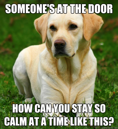 someone's at the door how can you stay so calm at a time like this?  Dog Logic