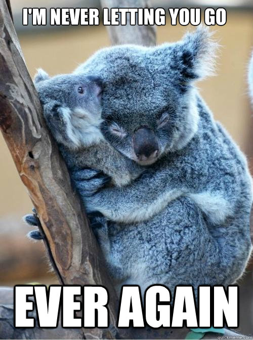 I'm never letting you go ever again  koala hug