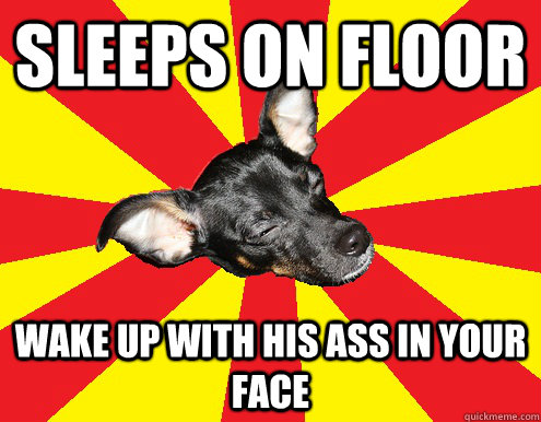 sleeps on floor wake up with his ass in your face  Texy Tex innocent dog meme