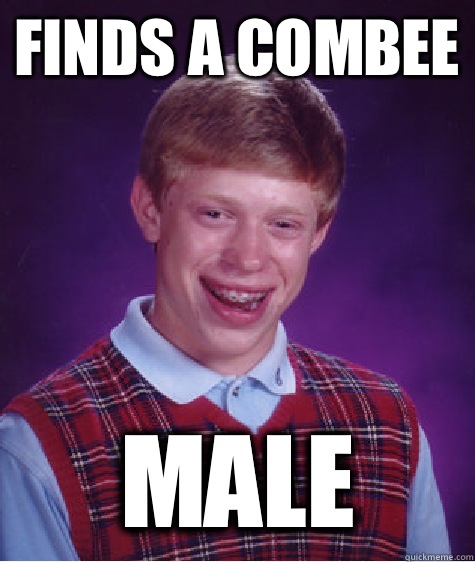 Finds a combee Male  Bad Luck Brian