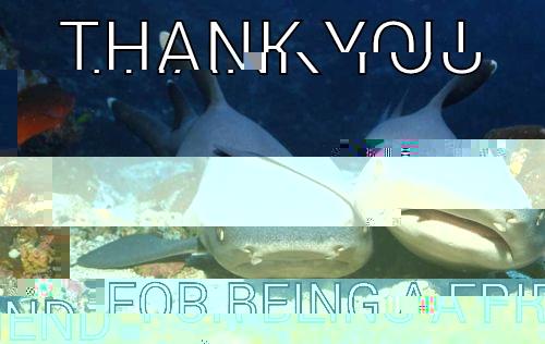 thank you -    THANK YOU      FOR BEING A FRIEND Compassionate Shark Friend
