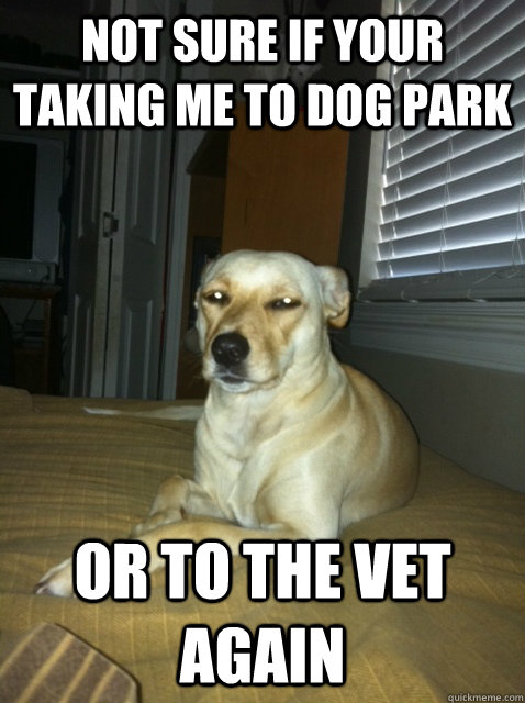 Not sure if your taking me to dog park or to the vet again  
