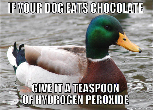Dogs and Chocolate - IF YOUR DOG EATS CHOCOLATE GIVE IT A TEASPOON OF HYDROGEN PEROXIDE Actual Advice Mallard