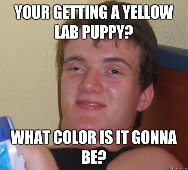 Your getting a yellow lab puppy? What color is it gonna be? - Your getting a yellow lab puppy? What color is it gonna be?  10 Guy