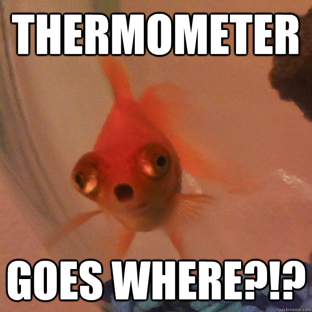 Thermometer Goes Where?!?  Shocked Fish