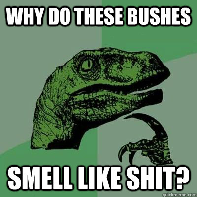 why do these bushes smell like shit?  