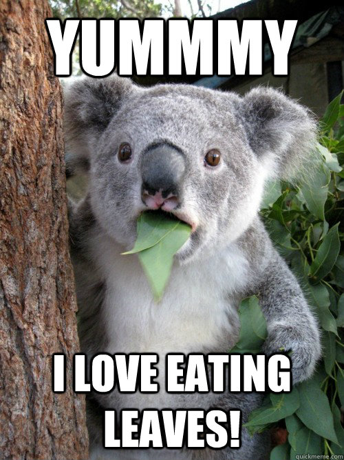 Yummmy I love eating leaves! - Yummmy I love eating leaves!  Surprised Koala