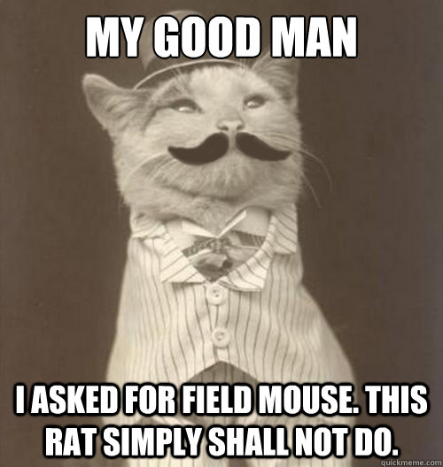 my good man I asked for field mouse. This rat simply shall not do. - my good man I asked for field mouse. This rat simply shall not do.  Original Business Cat