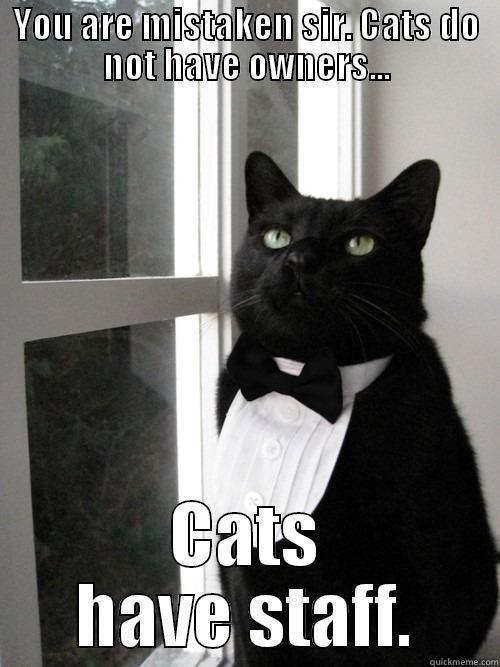 YOU ARE MISTAKEN SIR. CATS DO NOT HAVE OWNERS... CATS HAVE STAFF. One Percent Cat