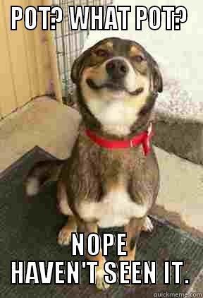 POT? WHAT POT? NOPE HAVEN'T SEEN IT. Good Dog Greg