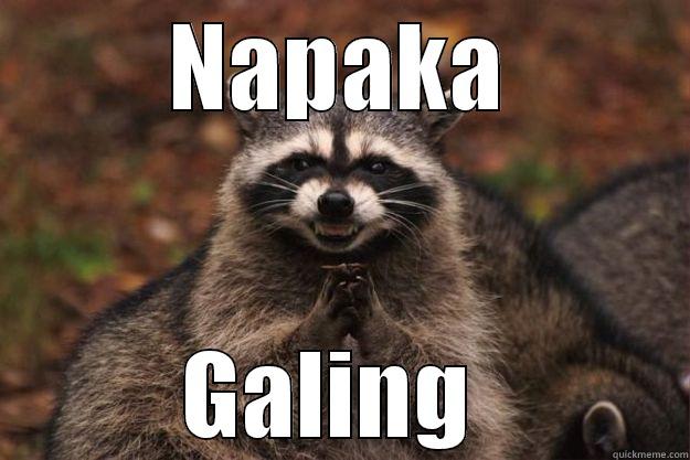 NAPAKA GALING  Evil Plotting Raccoon