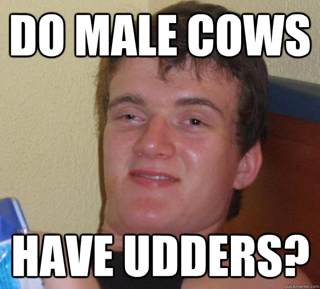Do male cows have udders? - Do male cows have udders?  10 Guy