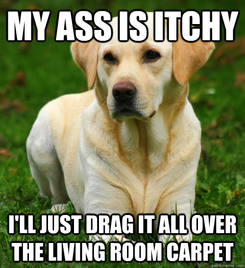 My ass is itchy I'll just drag it all over the living room carpet  Dog Logic