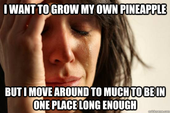 I want to grow my own pineapple But i move around to much to be in one place long enough  First World Problems