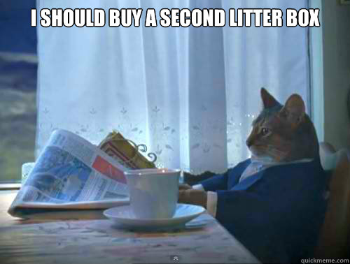 I should buy a second litter box   The One Percent Cat
