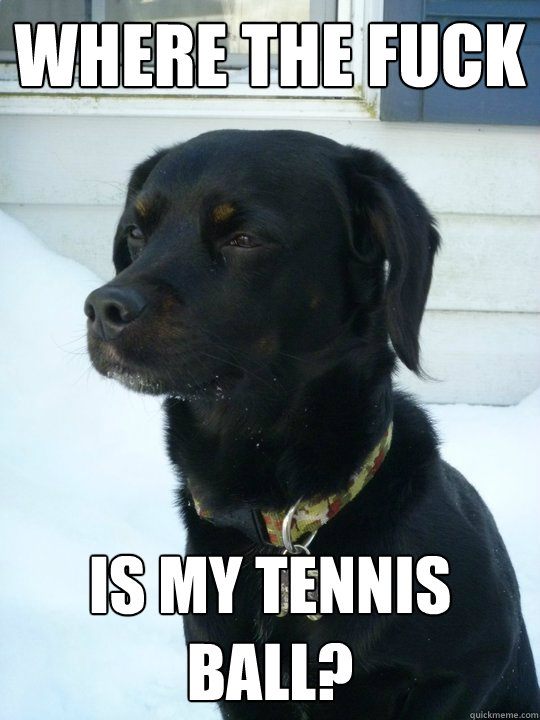 where the fuck is my tennis ball?  Philosophical Puppy