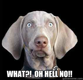 WHAT?!  OH HELL NO!! - WHAT?!  OH HELL NO!!  Shocked Weimeraner