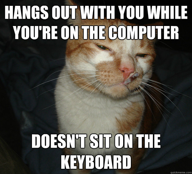 Hangs out with you while you're on the computer Doesn't sit on the keyboard  Good Guy Cat
