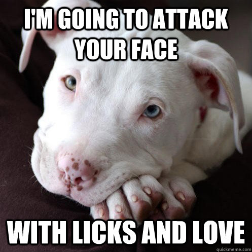 I'm going to attack your face with licks and love - I'm going to attack your face with licks and love  Misunderstood Pit Bull