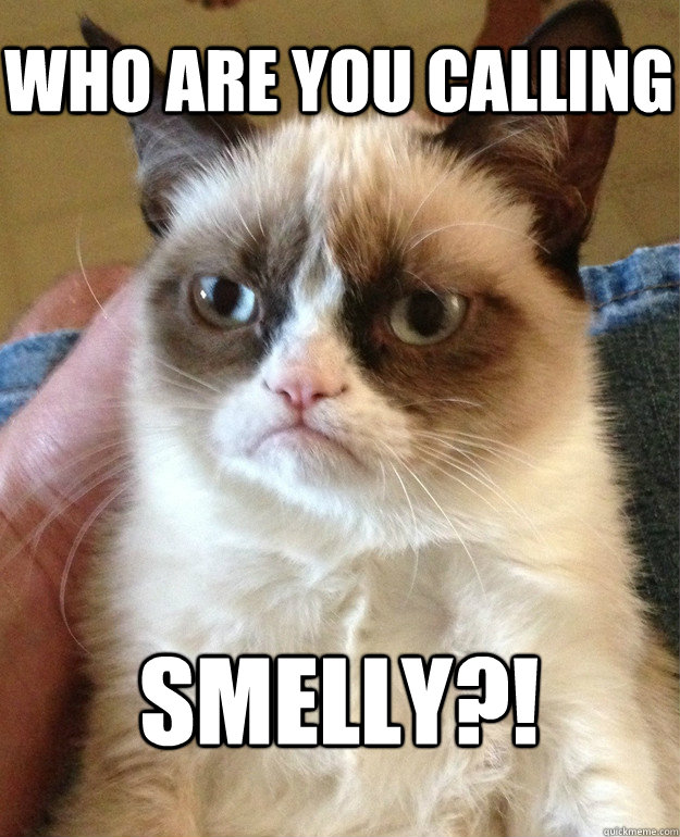 Who are you calling smelly?!  Grumpy Cat