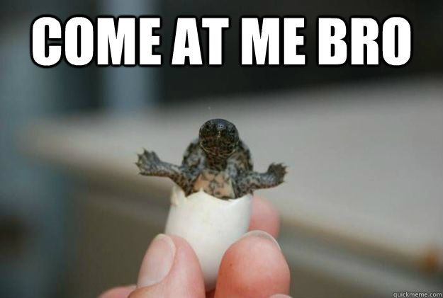 come at me bro   Badass Baby Turtle