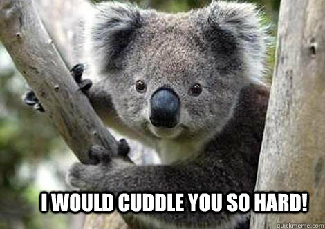 I would cuddle you so hard! - I would cuddle you so hard!  Koala