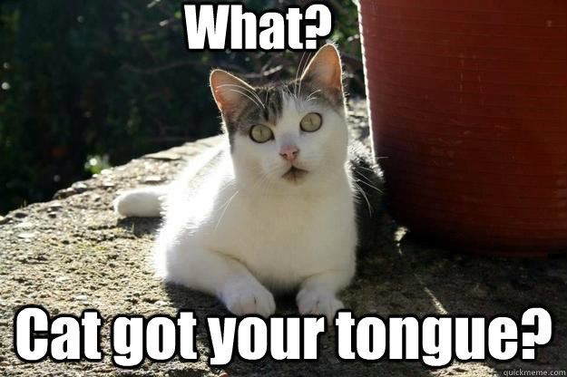 What? Cat got your tongue? - What? Cat got your tongue?  Smartass Cat