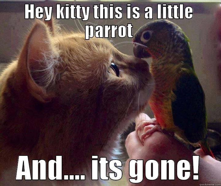 HEY KITTY THIS IS A LITTLE PARROT AND.... ITS GONE! Misc
