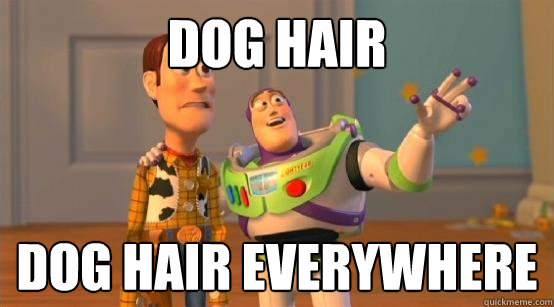 Dog hair dog hair everywhere  Buzz Glitter